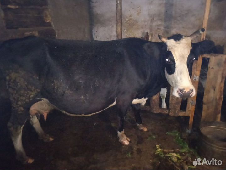 Корова стельная дойная