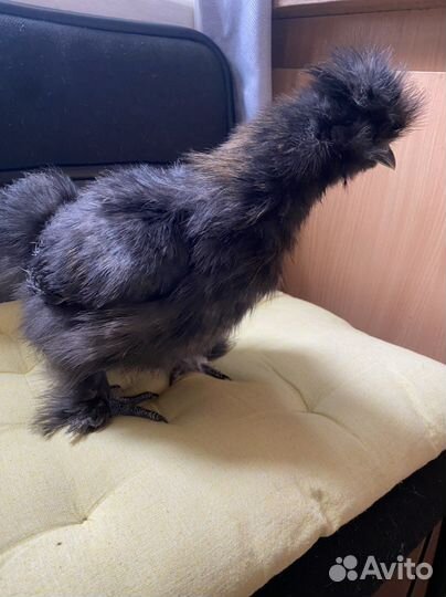 Шелки,Лакеданзи,Брама