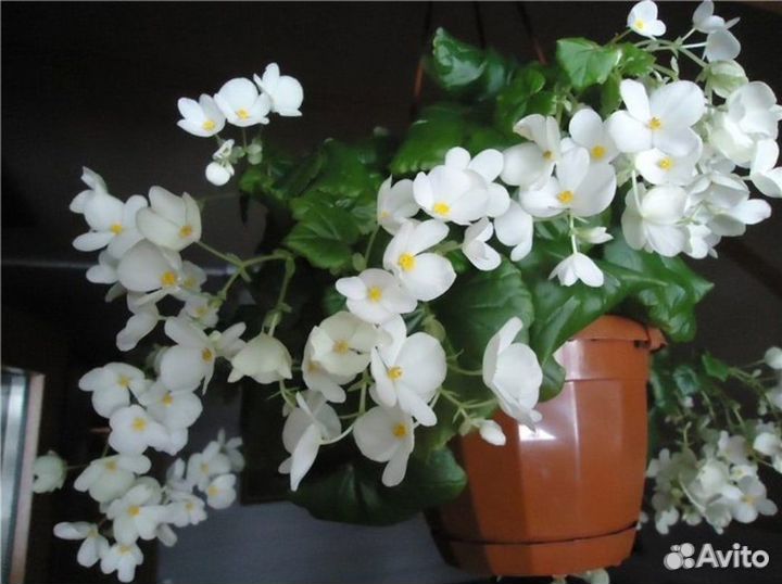 Бегония глуар де лоррен белая (отправл. почтой )