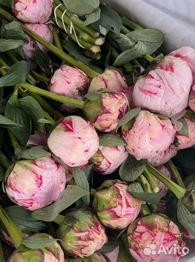 Цветы Пионы 9 15 25 Розы с доставкой