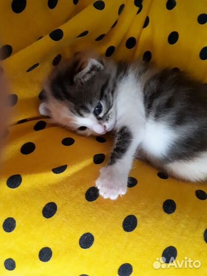 Отдам в добрые руки кошечку