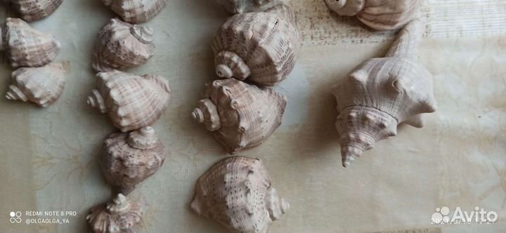 Морские ракушки