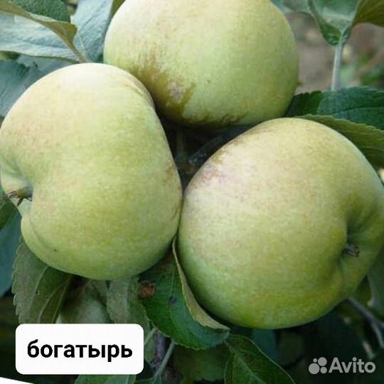 Яблоки зимние домашние