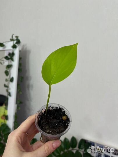 Сингониум, сциндапсус мунлайт, Пилея