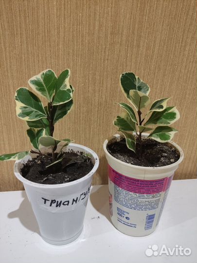 Редкие фикусы