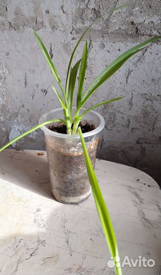 Комнатные цветы