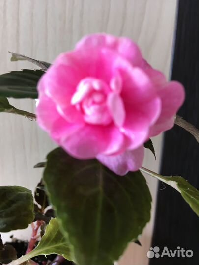 Бальзамины махровые