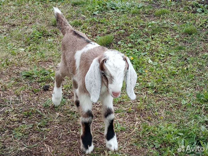 Нубийские козлята