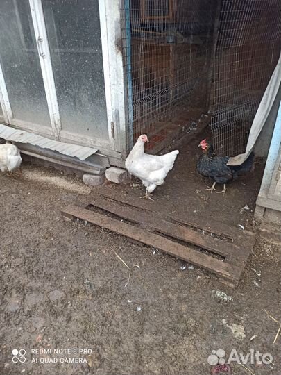 Куры домашние несушки