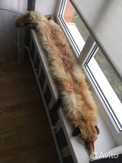 Шкурка животного