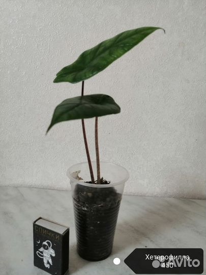 Алоказии разные