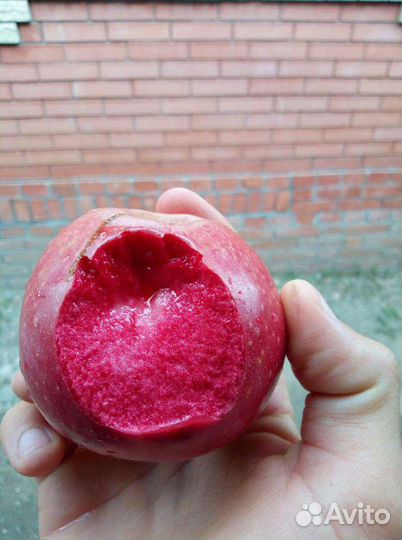 Саженцы яблони