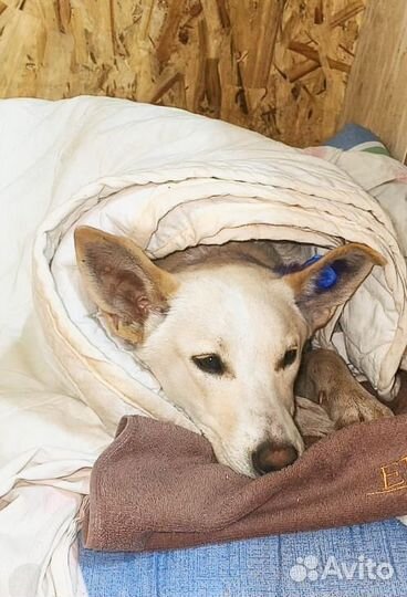 Ищу дом на пмж