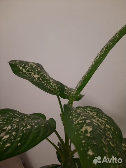 Диффенбахия, растение для интерьера