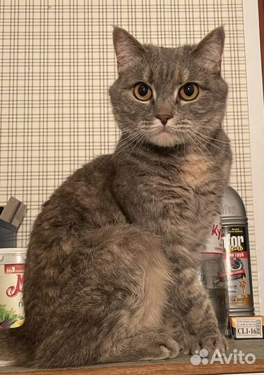 Кошка