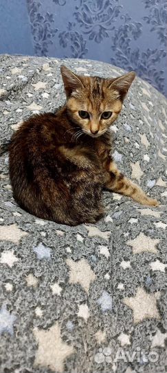 Потерянная малышка