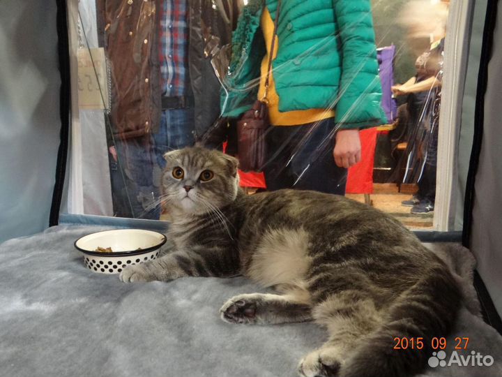 Палатка выставочная для кошек 1,5