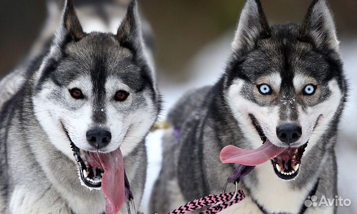 Экскурсия Хаски, олени + Кивач на автомобиле