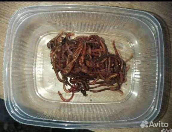 Черви для рыбалки