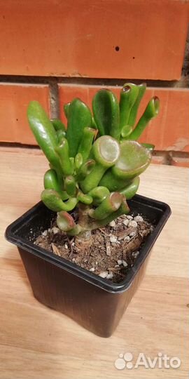 Крассула толстянка