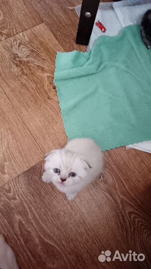 Котята британские