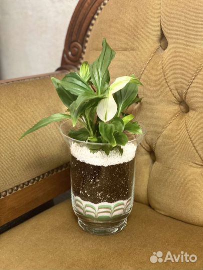 Флорариумы