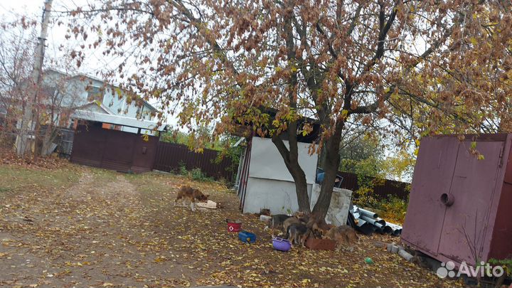Щенки в дар. Привезем. Спасите от отлова и холода