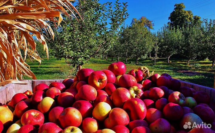 Работа Сборщиком яблок. Вахта