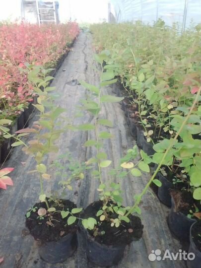 Голубика сорт Bluecrop