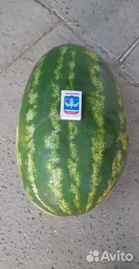 Арбуз оптом Каристан