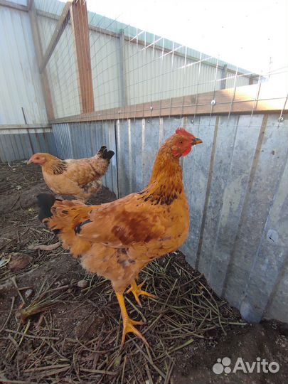 Петух кучинский юбилейный