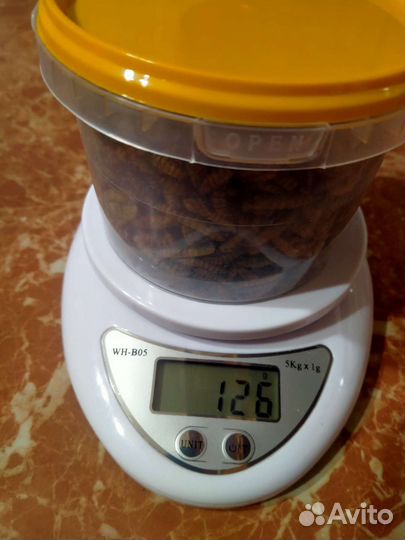 Сушеная личинка мухи чёрной львинки