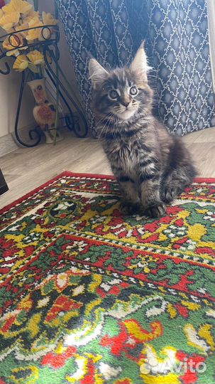 Котята мейн кун