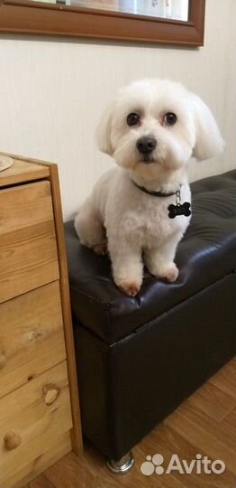 Стрижка собак и кошек