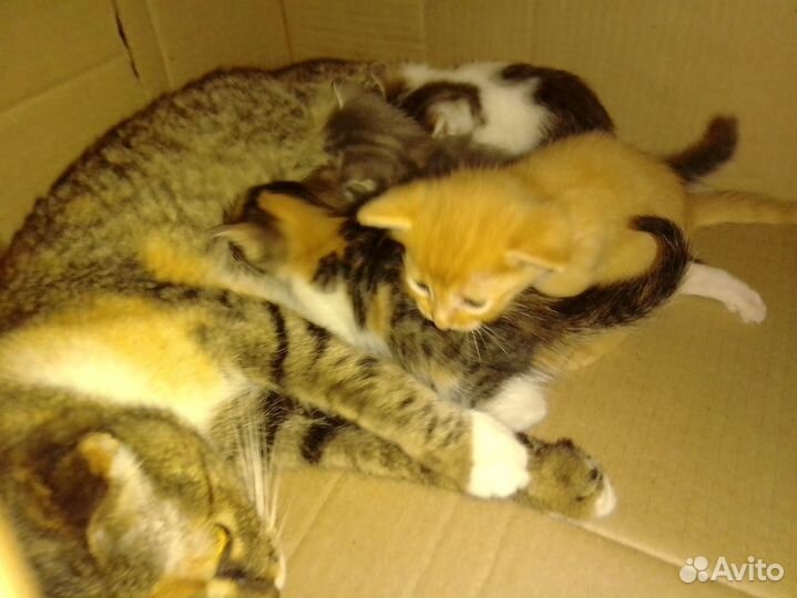 Вислоухие котята на счастье