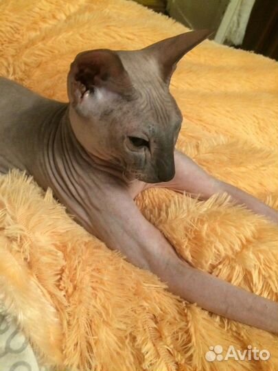 Сфинкс котенок мальчик