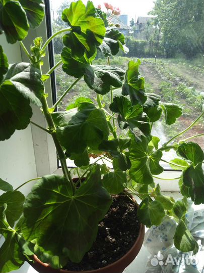 Пеларгония