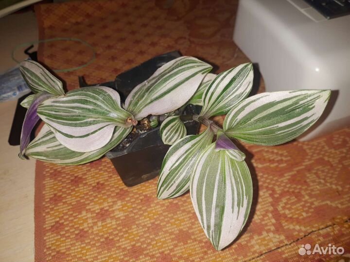 Традесканция