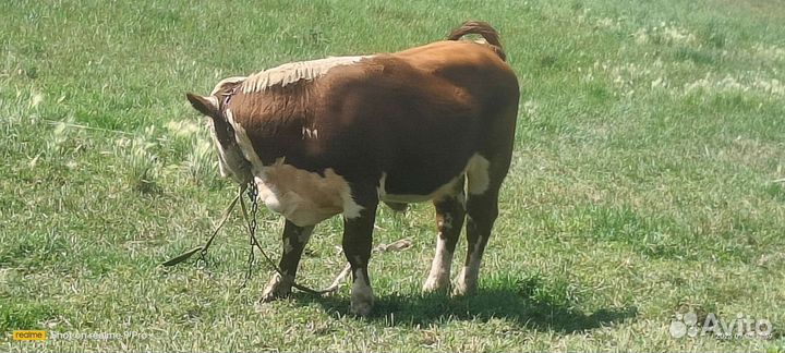 Чистокровный Герефорд