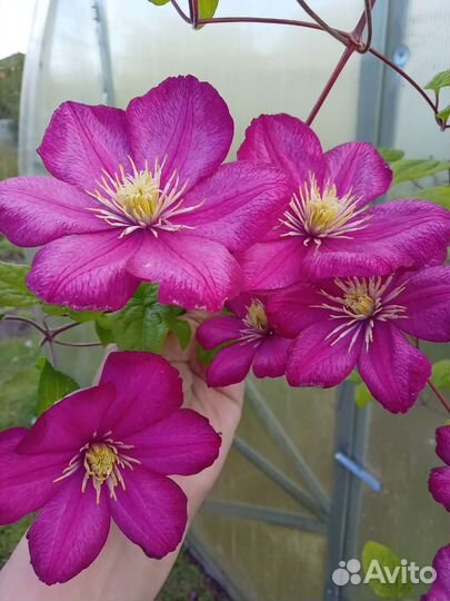 Клематисы.бронь на весну