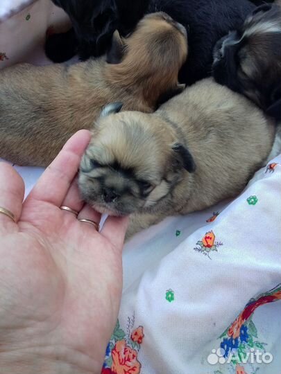 Щенки пекинеса