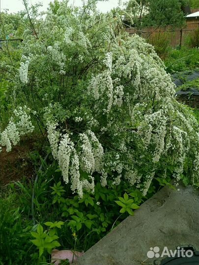 Спирея серая