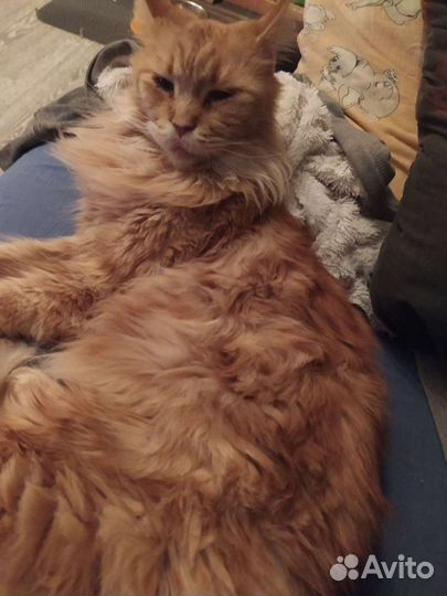 Отдаю мейн кун