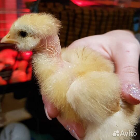Цыплята голошейки