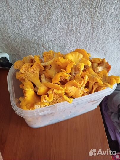 Грибы лисички в наличии