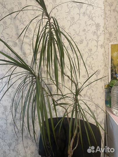 Пальма драцена