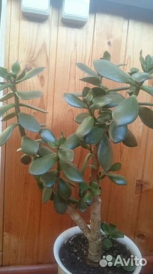 Толстянка большое денежное дерево