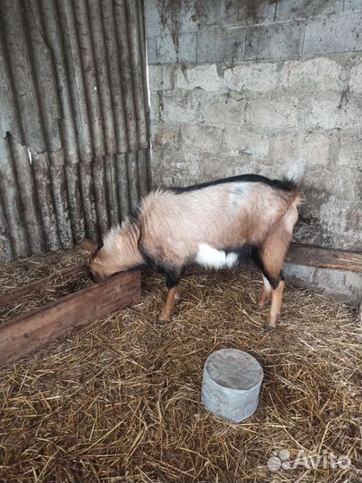 Козел на племя