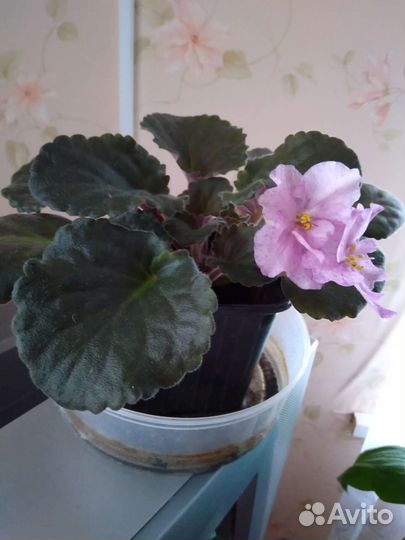 Фиалка детка