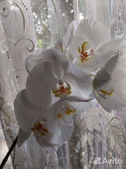 Орхидея фаленопсис